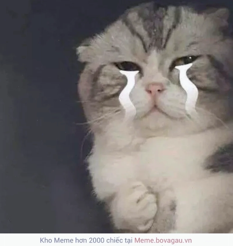 meme đau khổ kiên cường