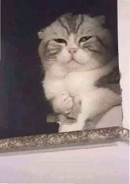 meme đau tim khi làm sai bài tập