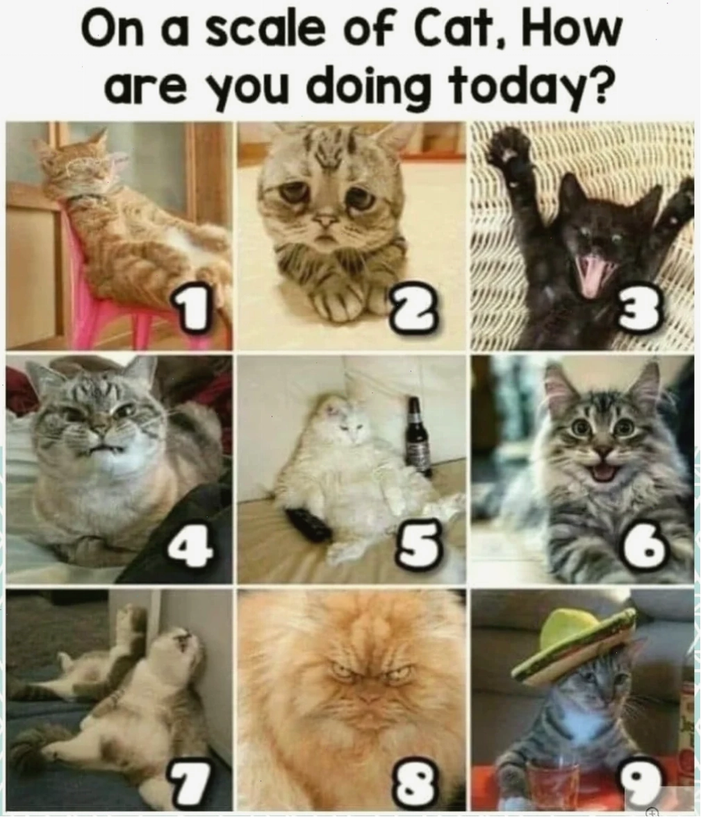Meme dễ thương