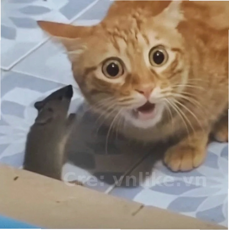 Chim cánh cụt đi bộ meme dễ thương chim cánh cụt