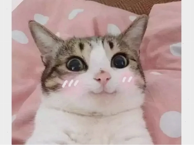 Cún đeo mũ len meme dễ thương chó đội mũ