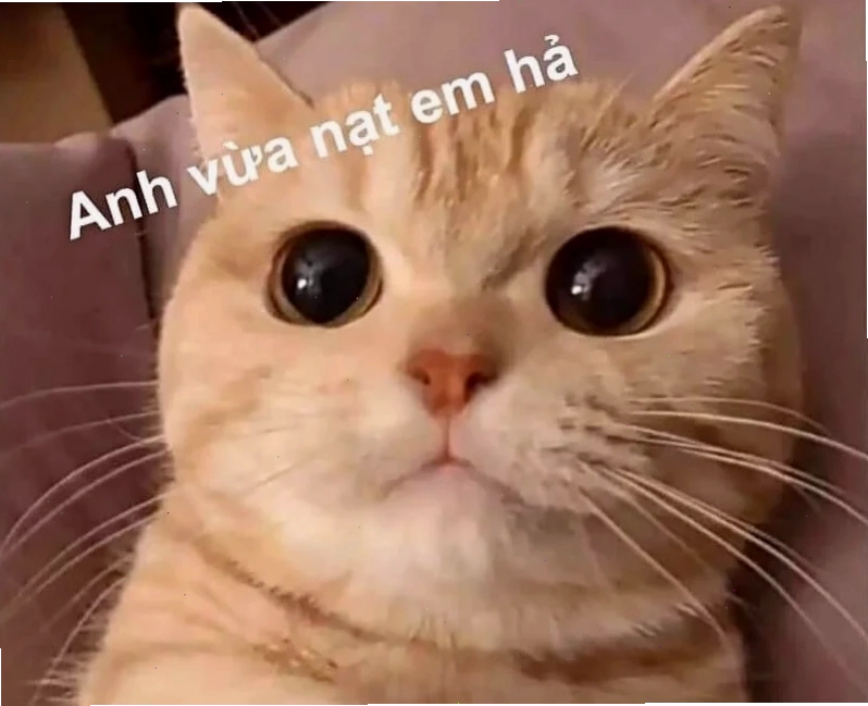 Chó mặc vest meme dễ thương chó mặc áo