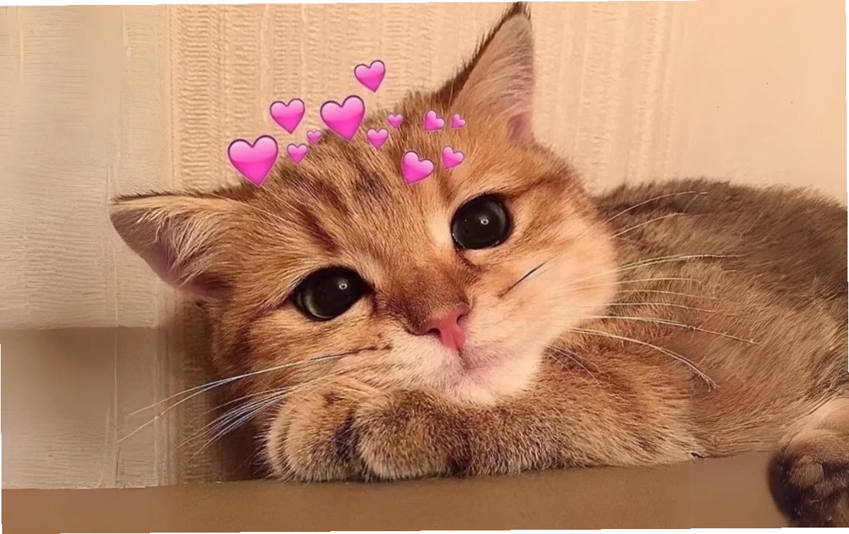 Chó buồn rầu meme dễ thương chú chó buồn