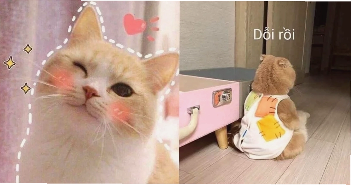 Cún ngủ mê meme dễ thương cún ngủ