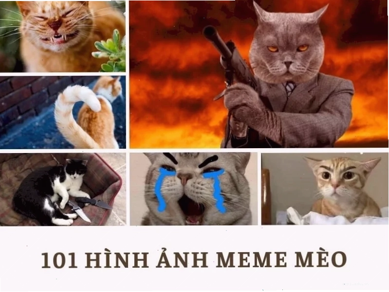Mèo cười nhẹ meme dễ thương mèo cười