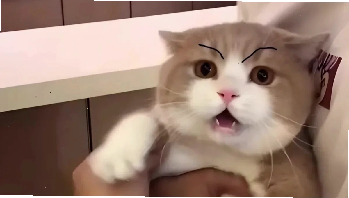 Mèo ngạc nhiên meme dễ thương mèo ngạc nhiên