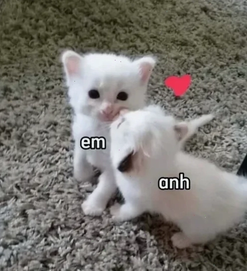 Mèo ngáp dài meme dễ thương mèo ngáp