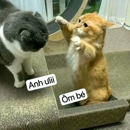 meme dễ thương mèo ôm gối