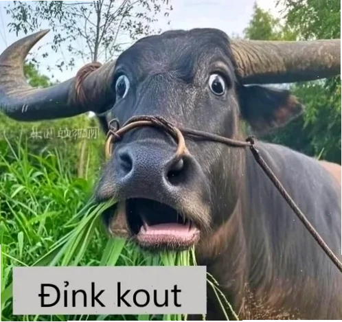 meme đẹp tuyệt vời đỉnh