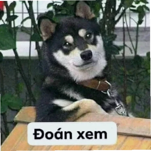 meme đoán xem biểu cảm chú chó