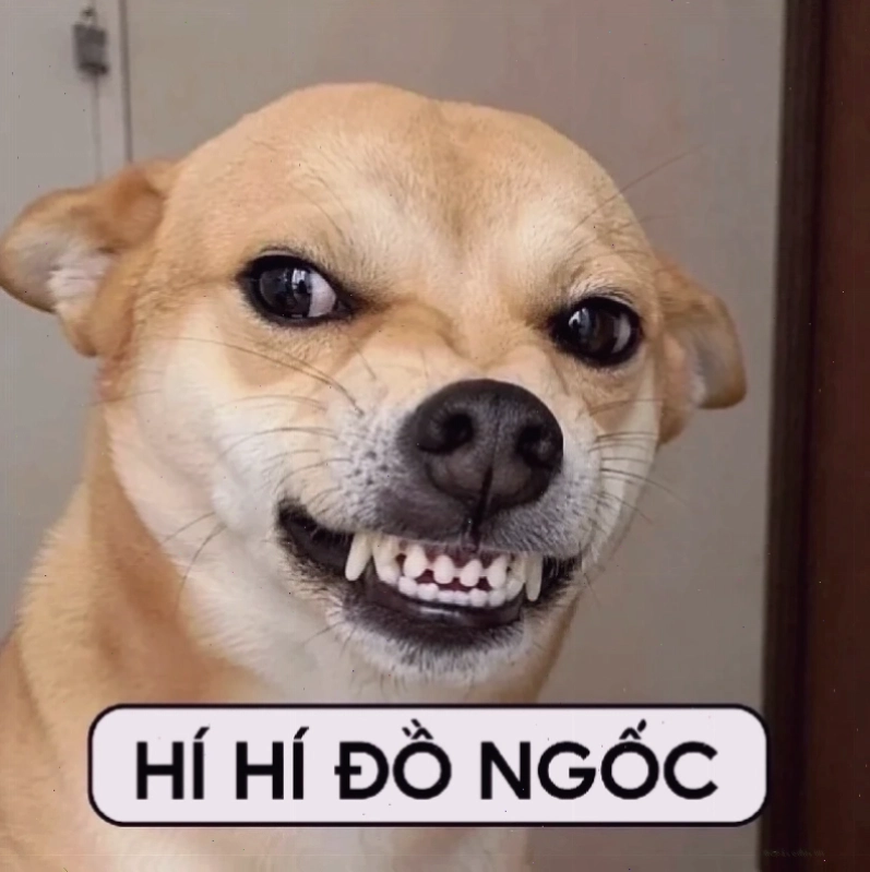 meme doan xem chất lượng