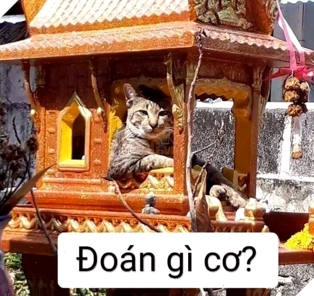 meme doan xem cười