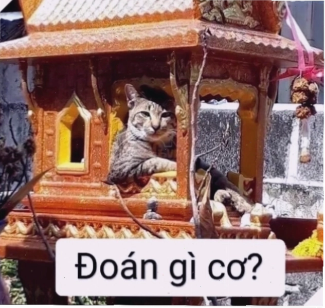 meme doan xem cười