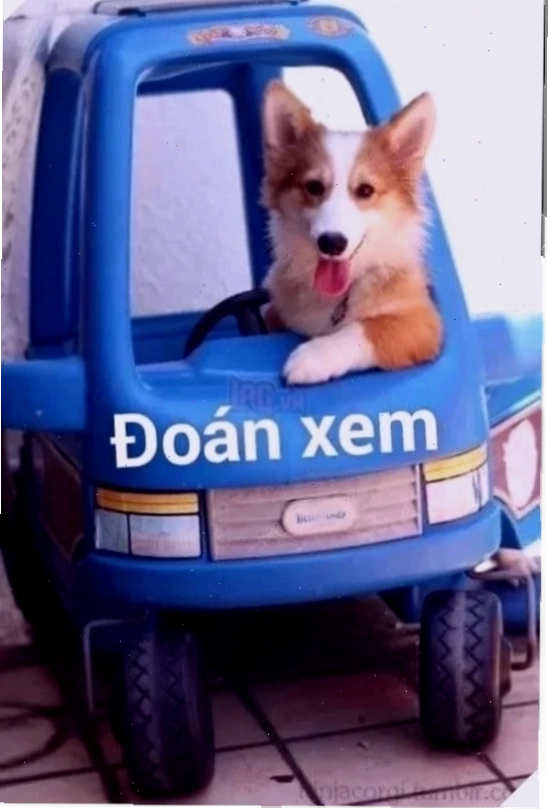 meme doan xem dị dạng