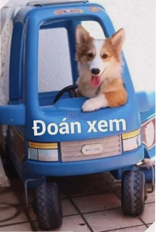 meme doan xem dị dạng