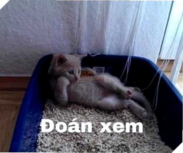 meme doan xem phong cách mới