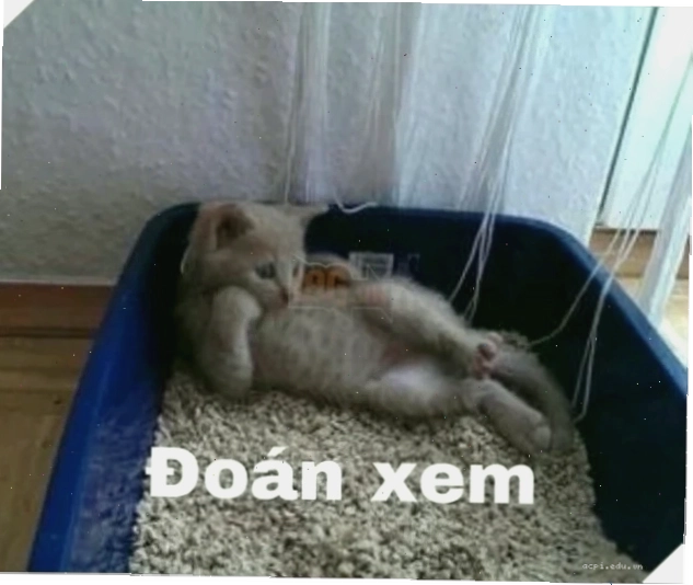 meme doan xem phong cách mới