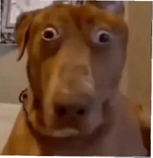 meme doan xem thú vị