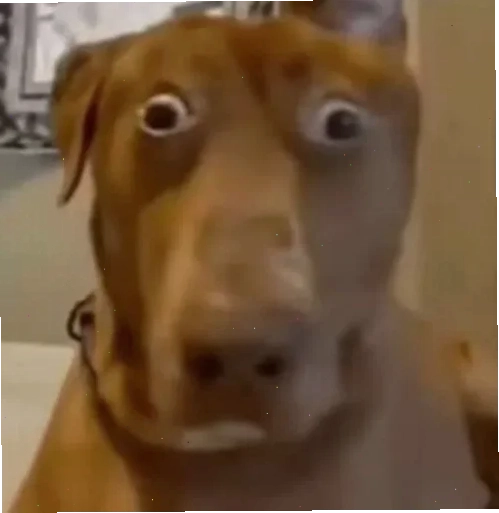 meme doan xem thú vị