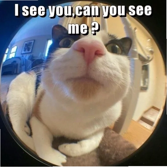 Meme độc lạ