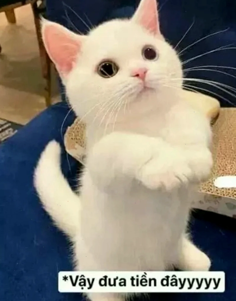 meme đòi nợ bất lực