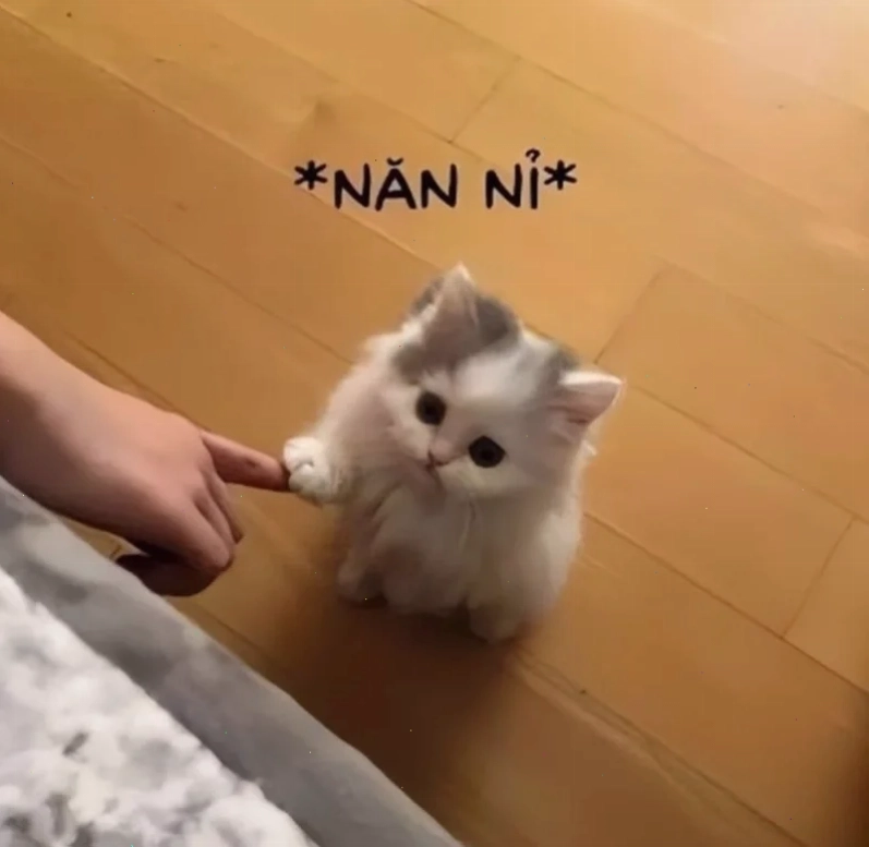 meme đòi nợ lầy lội
