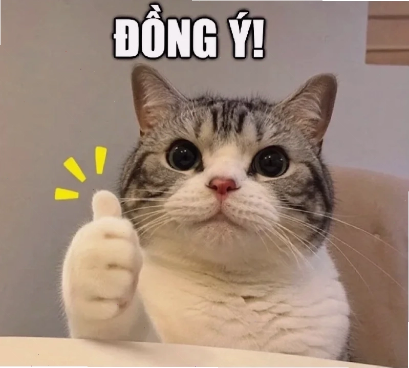 meme đồng cảm cùng mèo