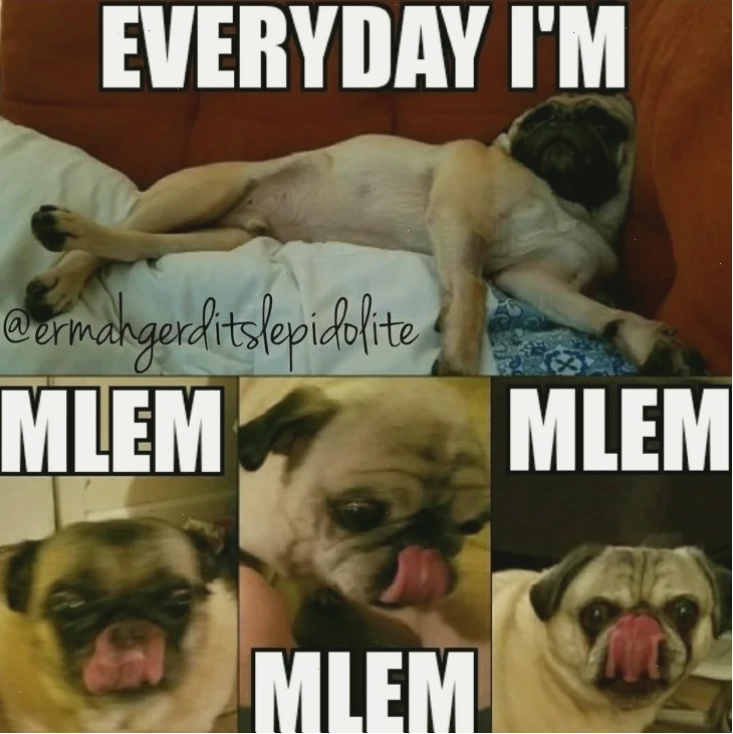 meme động vật thèm ăn