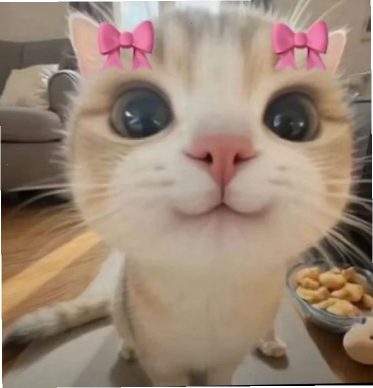 Meme động vật vui nhộn