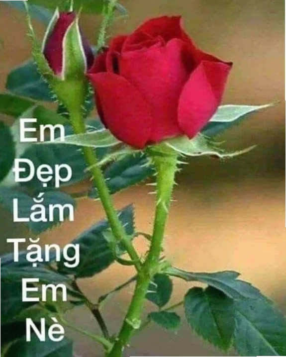meme em đẹp lắm tặng em