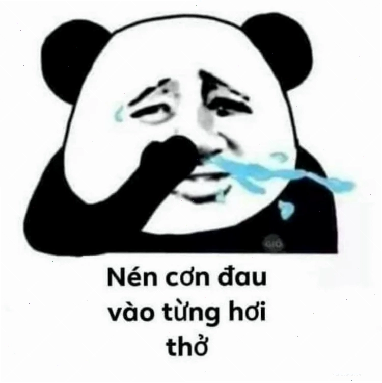 Meme gấu hài trung quốc cầm bảng