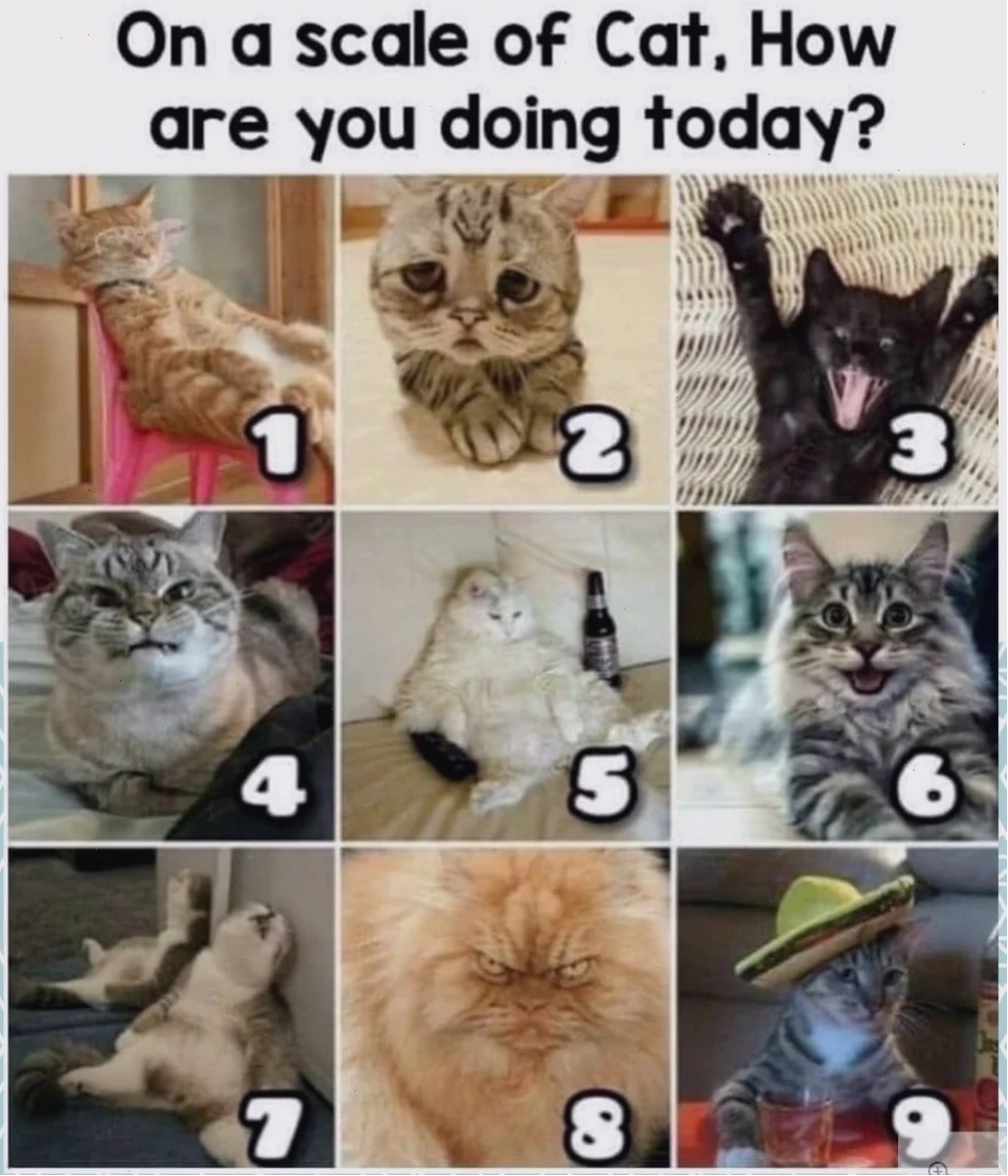Meme gấu trúc biểu cảm