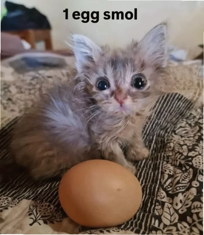 Meme gấu trúc trong nước