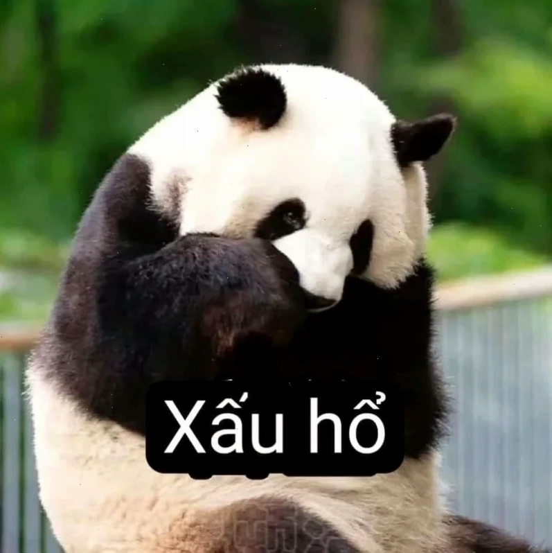 meme gấu trúc trung quốc bất cần