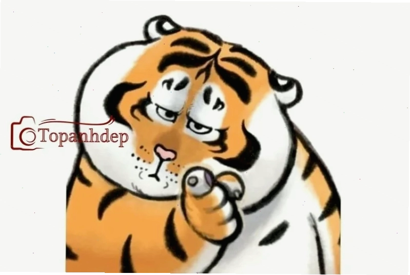 Gấu trúc meme Meme gấu trúc Trung Quốc chỉ tay hài hước