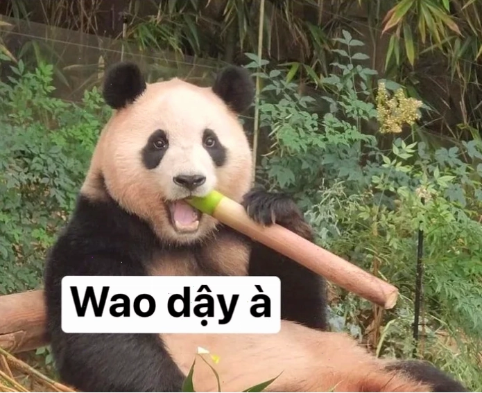 meme gấu trúc trung quốc cười