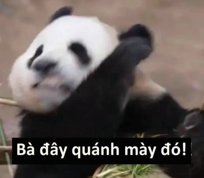 meme gấu trúc trung quốc không sao