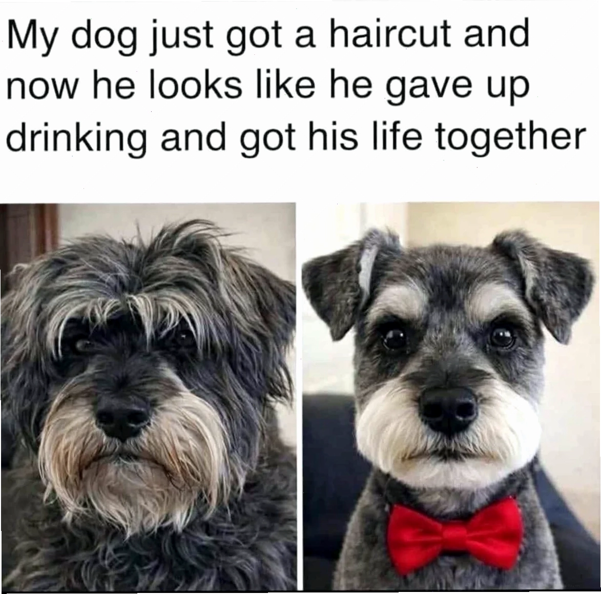 Meme gấu trúc vui nhộn
