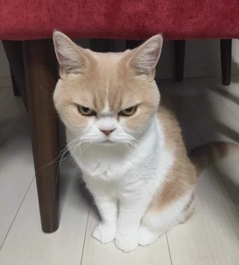 meme giận tím body