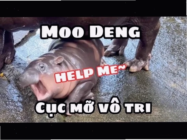 meme hà mã bé bự