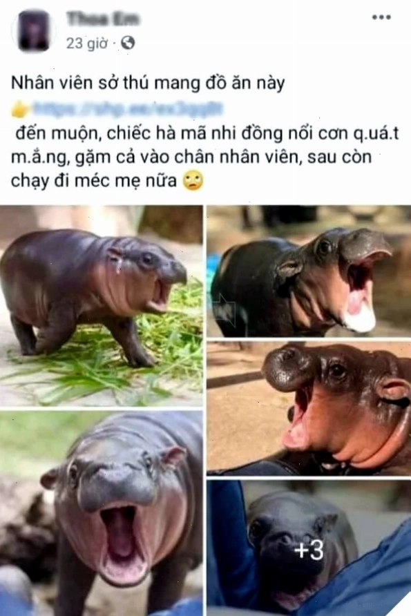 meme hà mã cười