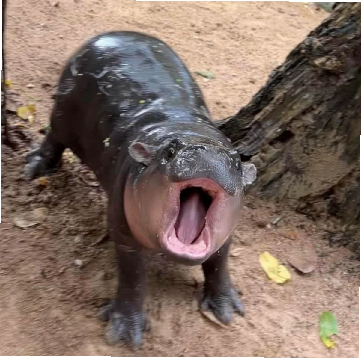 meme hà mã em đói