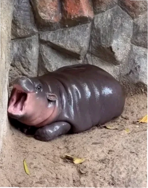 meme hà mã lười biếng