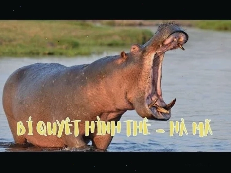 meme hà mã ờ ờ