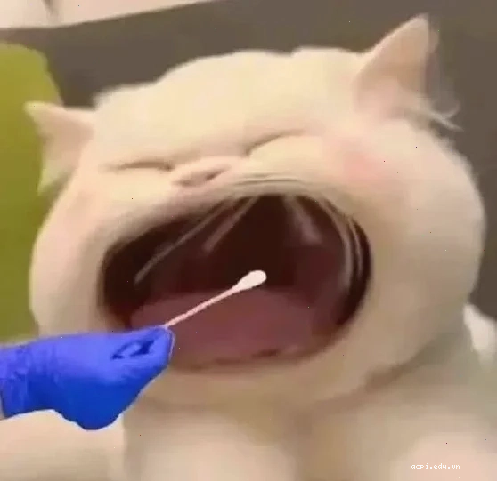 meme há mồm