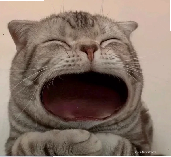 meme há mồm