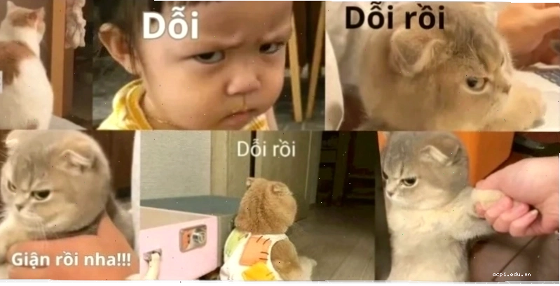 Meme hài hước