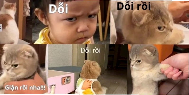Meme hài hước
