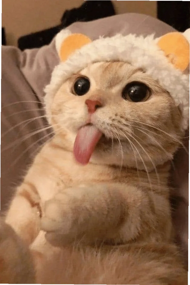 Meme hai người trò chuyện