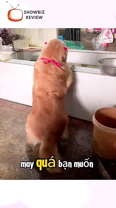 meme hết hồn